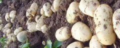 马铃薯施肥方法，施肥原则为基肥为主、追肥为