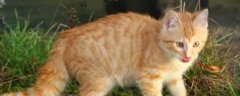 猫咪为什么会便血拉稀，可能是患有猫瘟、肠道