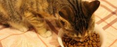 猫吐猫粮是什么原因，可能是进食速度过快导致