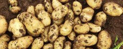 马铃薯高产要点，块茎形成期要注意追施高氮高
