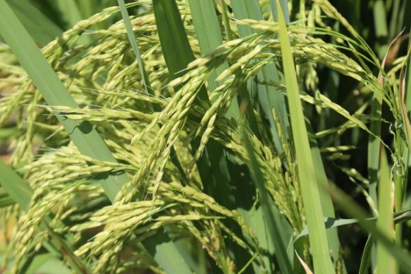 绿丰黑10号水稻种简介，该品种主茎11片叶