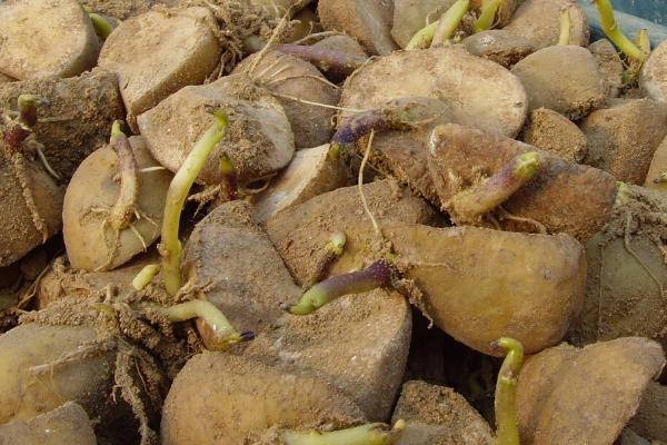 马铃薯块茎繁殖属于无性生殖还是有性生殖
