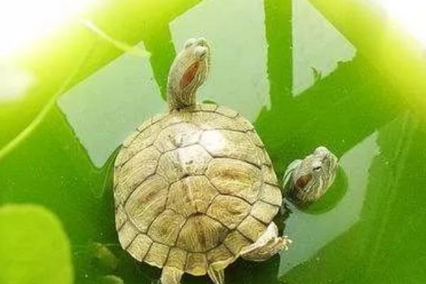 绿水养龟的好处，可以有效抑制龟的腐皮腐甲