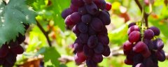 <b>漯河葡萄成熟时间，附常见葡萄品种及成熟时间</b>