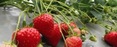露天草莓的种植时间，3月