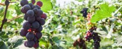 露天葡萄的种植技术，种